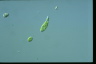 Euglena gracilis