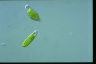 Euglena