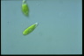 Euglena