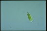 Euglena stellata