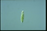 Euglena viridis