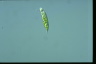 Euglena viridis