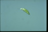 Euglena viridis