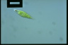 Euglena