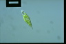 Euglena