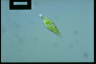 Euglena