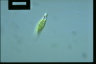 Euglena