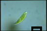 Euglena