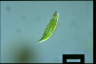 Euglena