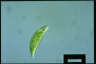 Euglena