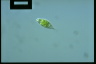 Euglena viridis