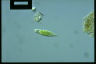 Euglena viridis