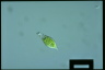 Euglena viridis