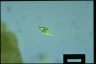 Euglena viridis