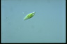 Euglena