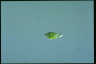 Euglena