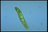 Euglena spirogyra