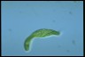 Euglena spirogyra