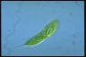 Euglena spirogyra