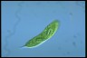 Euglena spirogyra