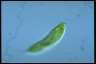 Euglena spirogyra