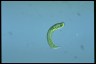 Euglena spirogyra