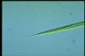 Euglena acus