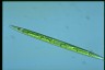 Euglena acus