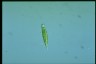 Euglena wangi