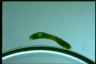 Euglena ehrenbergii