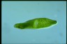 Euglena ehrenbergii