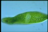 Euglena ehrenbergii