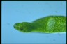 Euglena ehrenbergii