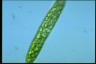 Euglena ehrenbergii