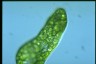 Euglena ehrenbergii