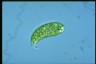 Euglena