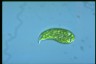 Euglena