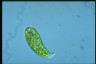 Euglena