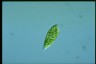 Euglena