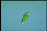 Euglena