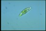 Euglena caudata