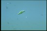 Euglena