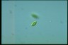 Euglena pisciformis