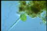 Euglena oblonga