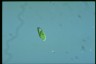 Euglena agilis