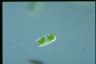 Cylindrocystis