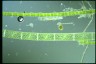 Spirogyra