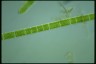 Spirogyra