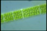 Spirogyra