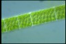 Spirogyra